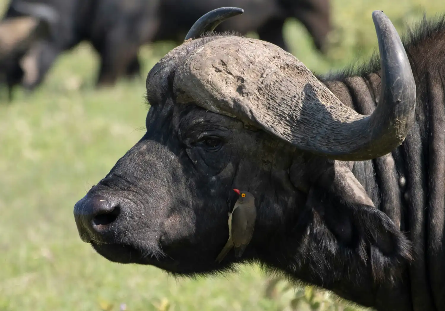 Big Five Safari in Kenya Animals (2)