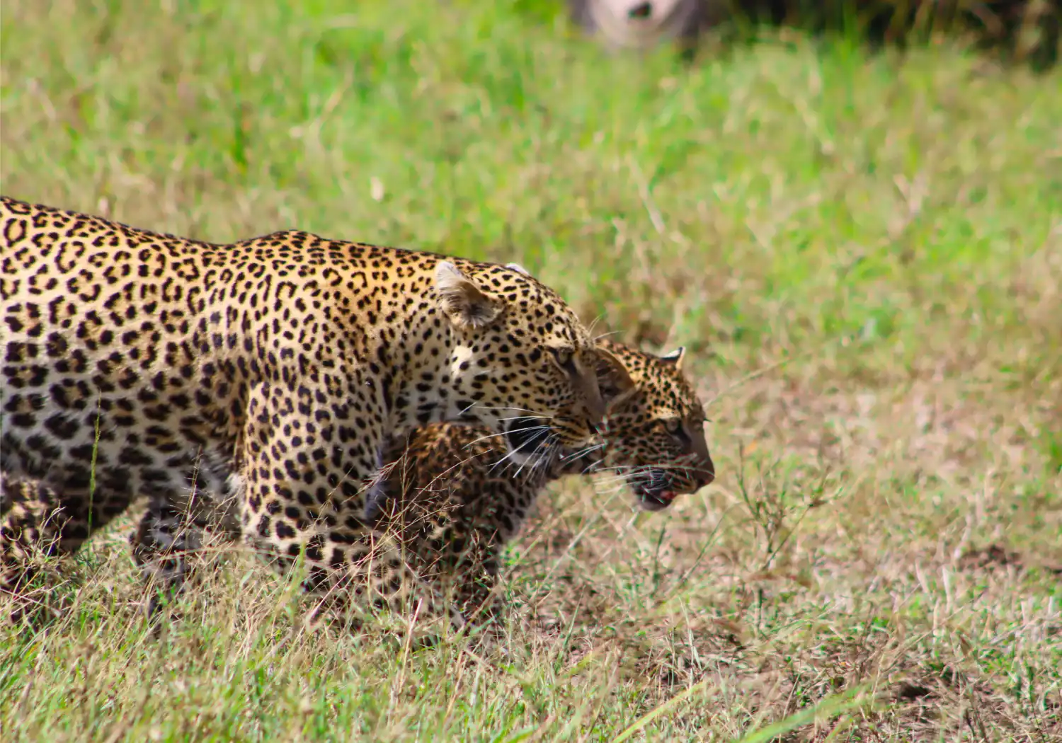 Big Five Safari in Kenya Animals (4)