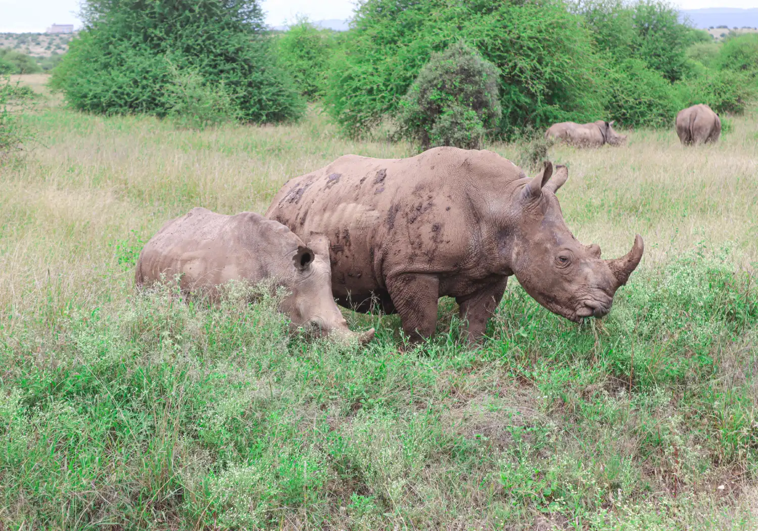 Rhino one Big Five Safari in Kenya Animals