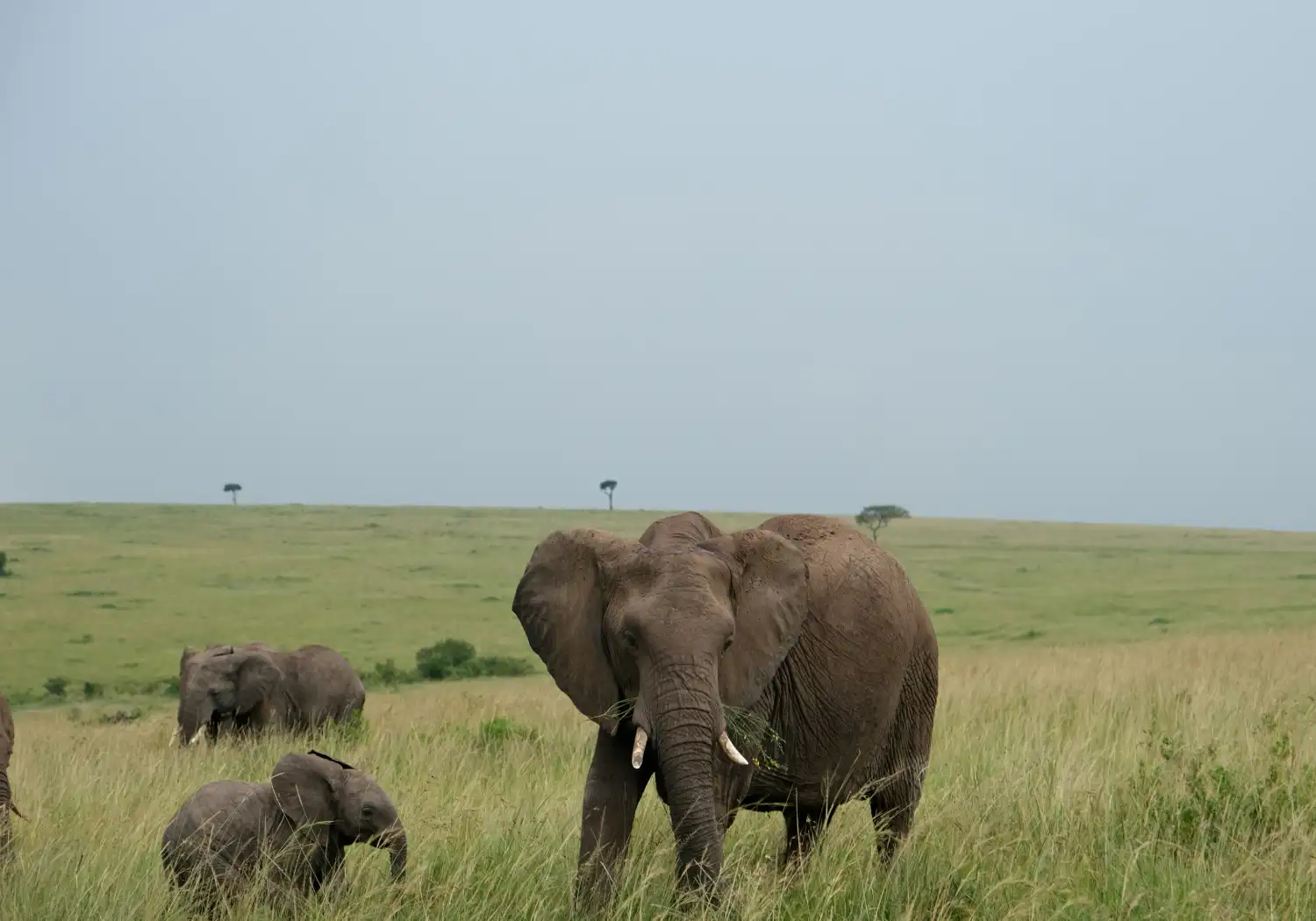 Masai mara during the Rainy Season