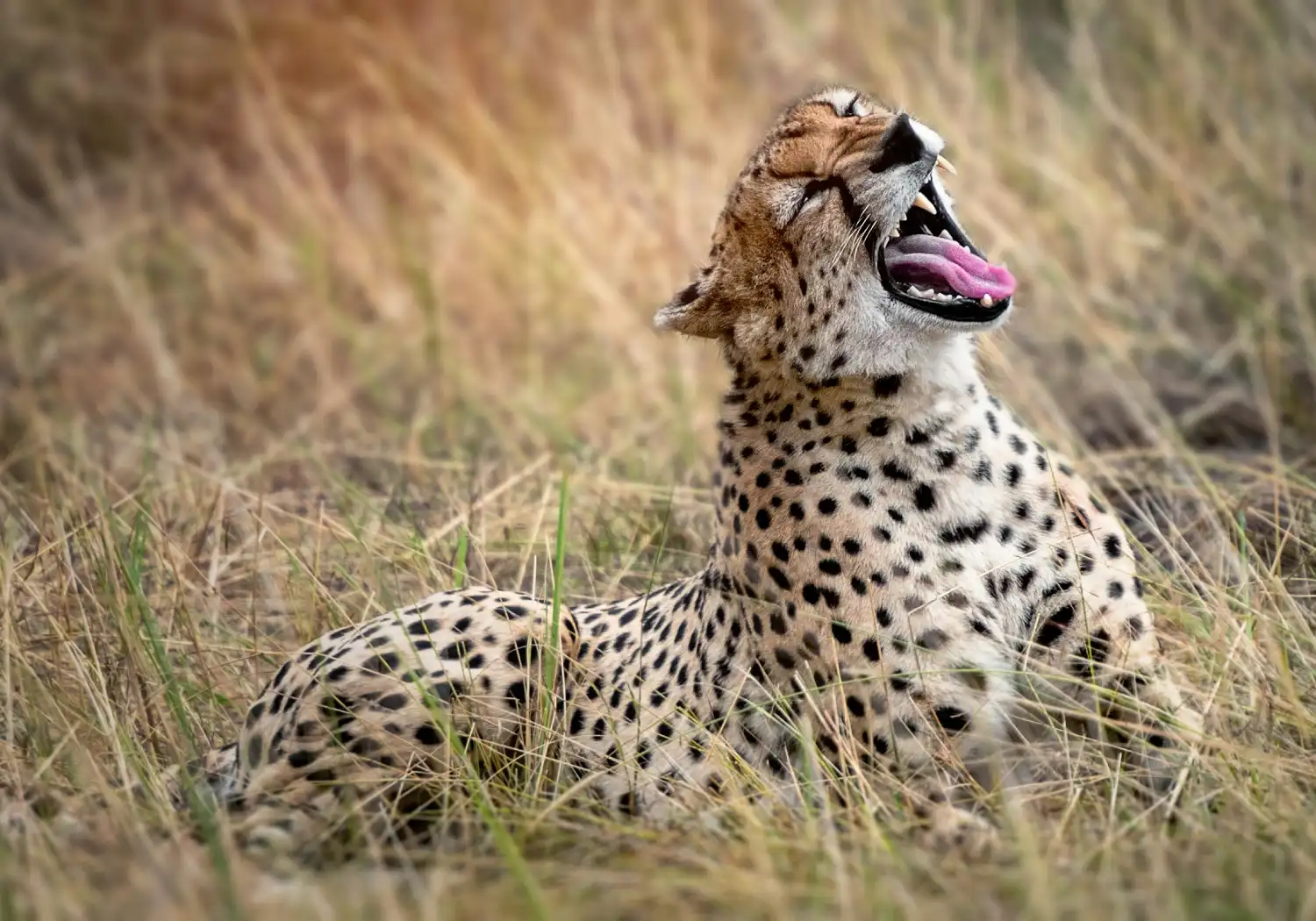 Serengeti National Park (1)
