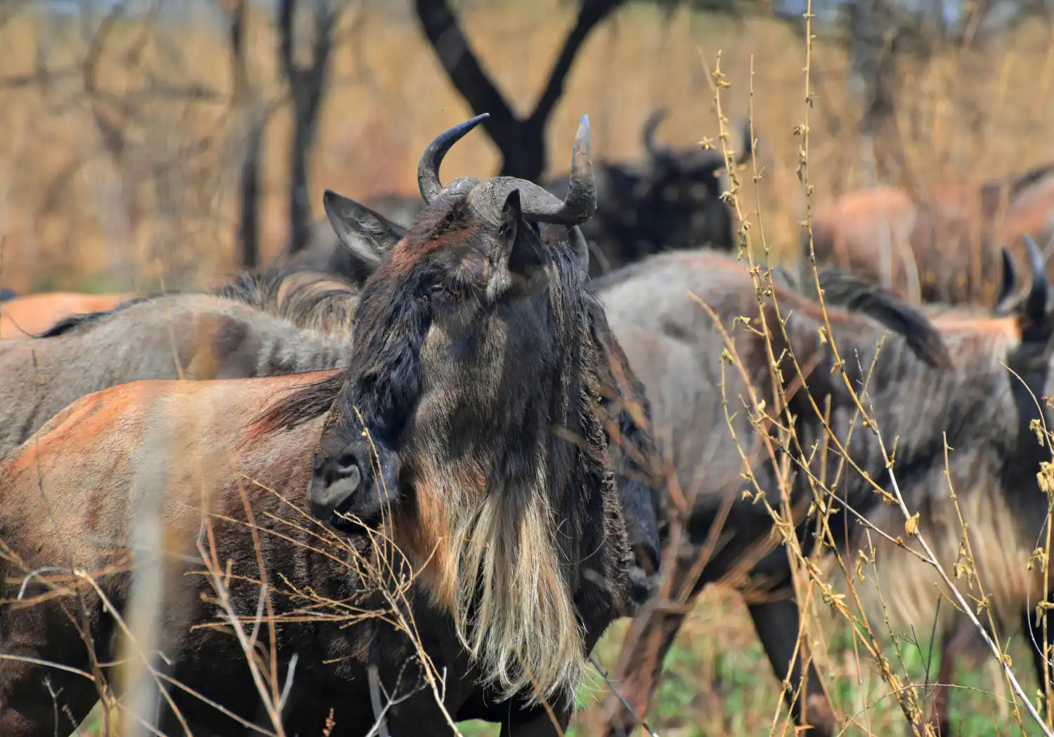 Wildebeest at Serengeti National Park