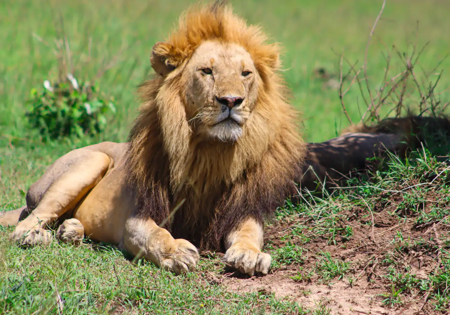 Big Five Safari in Kenya Animals a lion in Masai Mara