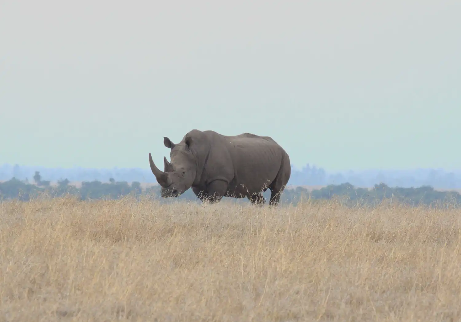 Rhino Grazing is Open Savannah one of the Big Five