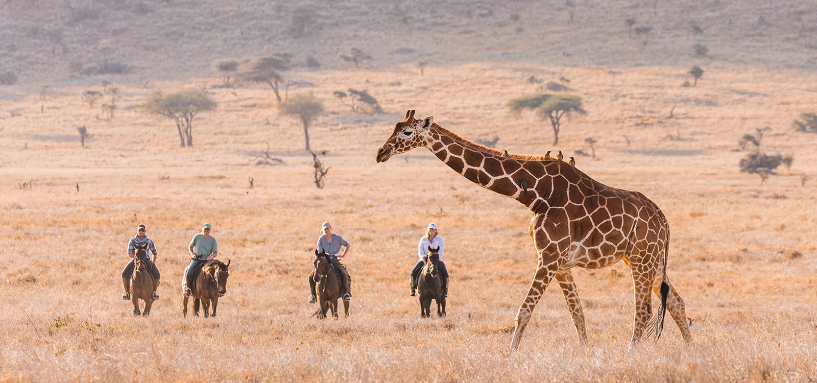 Best Places for Horse Riding Safaris in Kenya cover