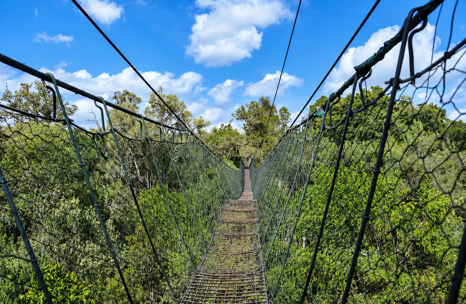 Ngare Ndare Forest Tour