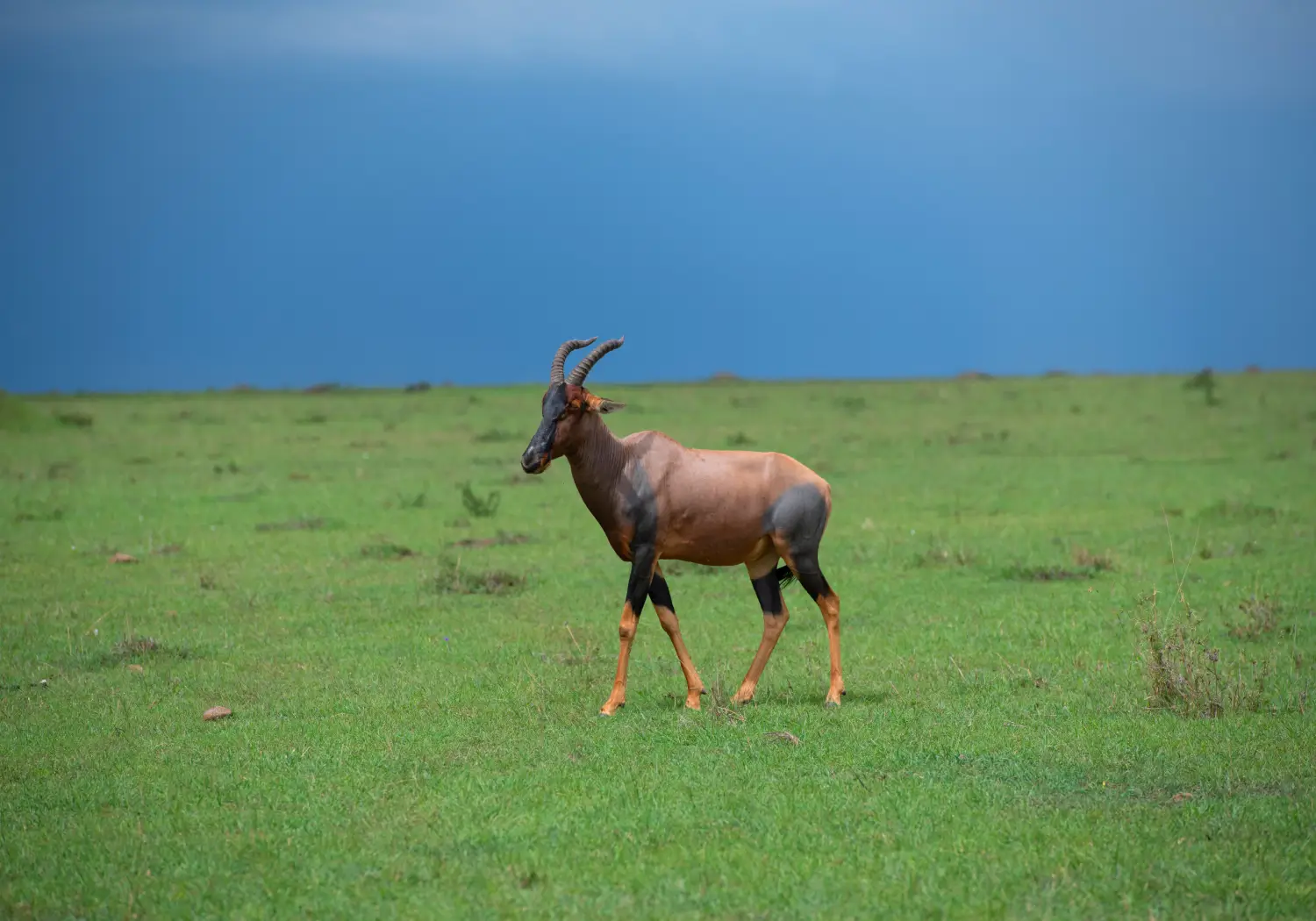Kenya Safari During the Rainy Season (2)