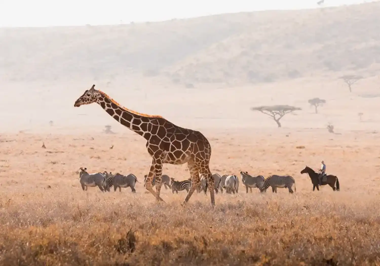 Lewa Horseback Safaris