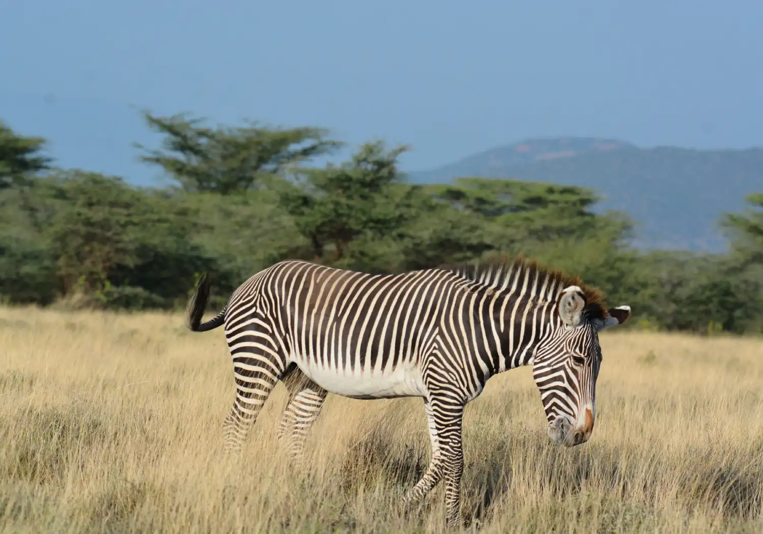 Grevy's Zebra one of the Special Five Animals in Kenya