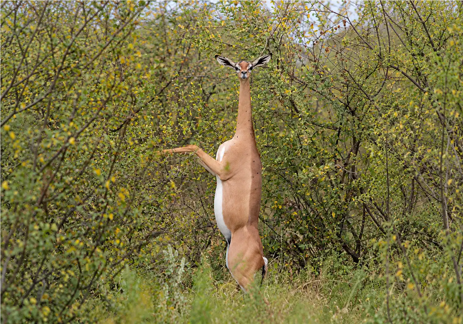 Gerenuk one of the Special Five Animals in Kenya
