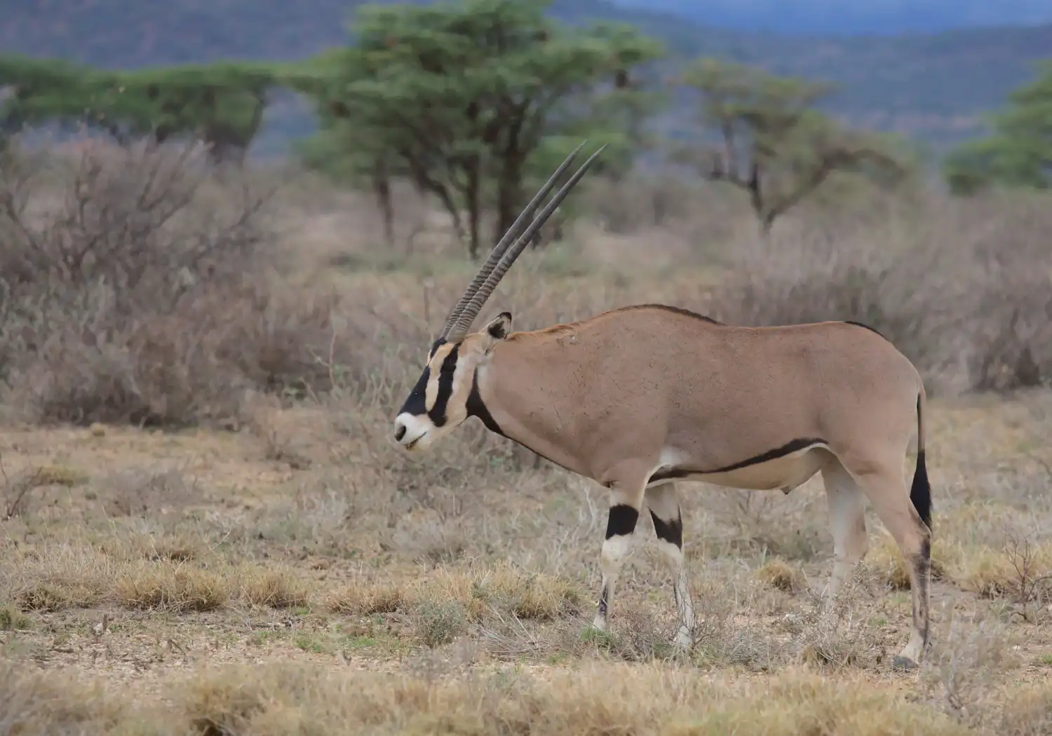 Oryx one of the Special Five Animals in Kenya