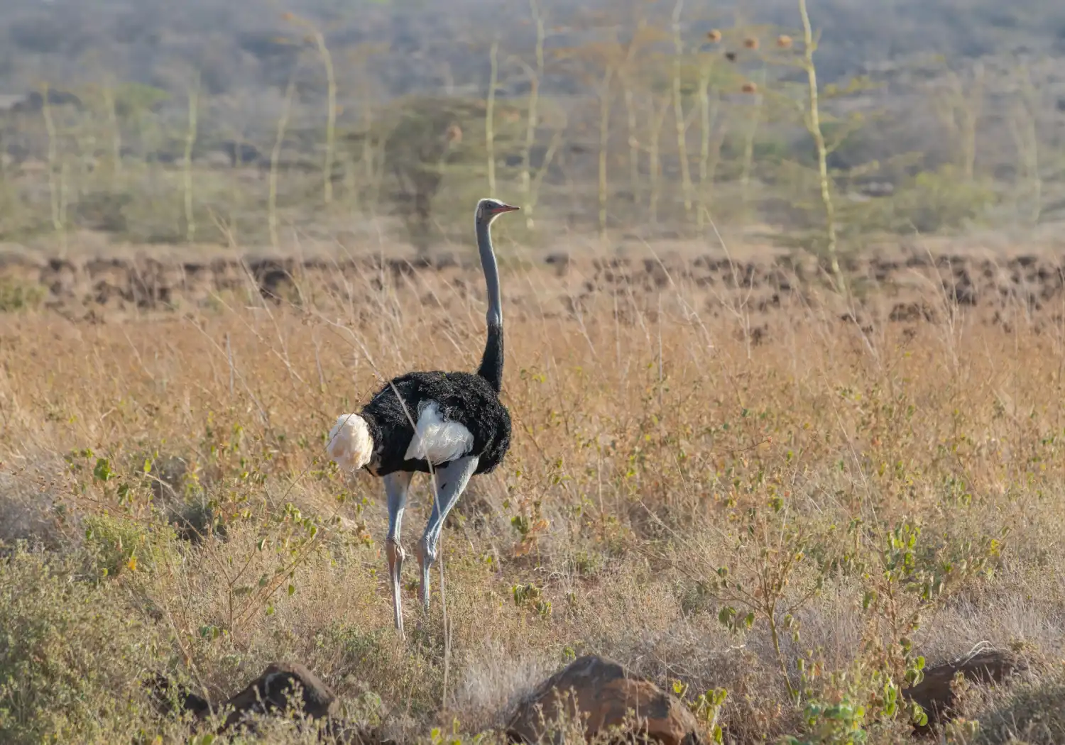 Somali Ostrich one of the Special Five Animals in Kenya