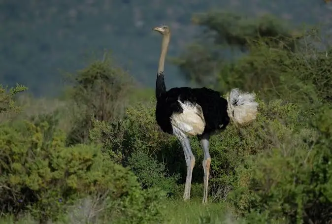 Somali Ostrich
