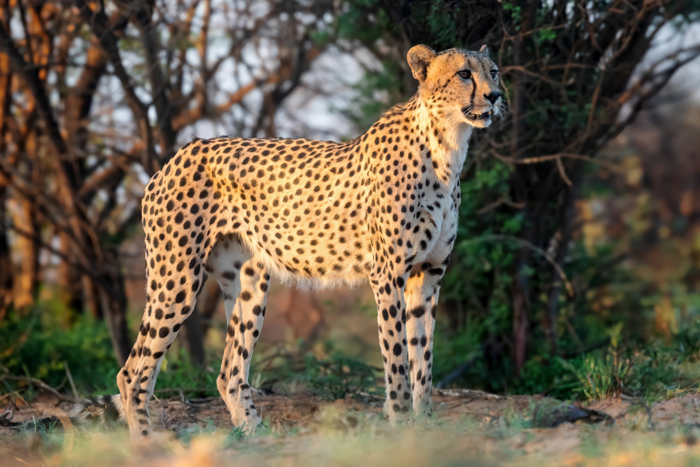 Cheetah in East Africa