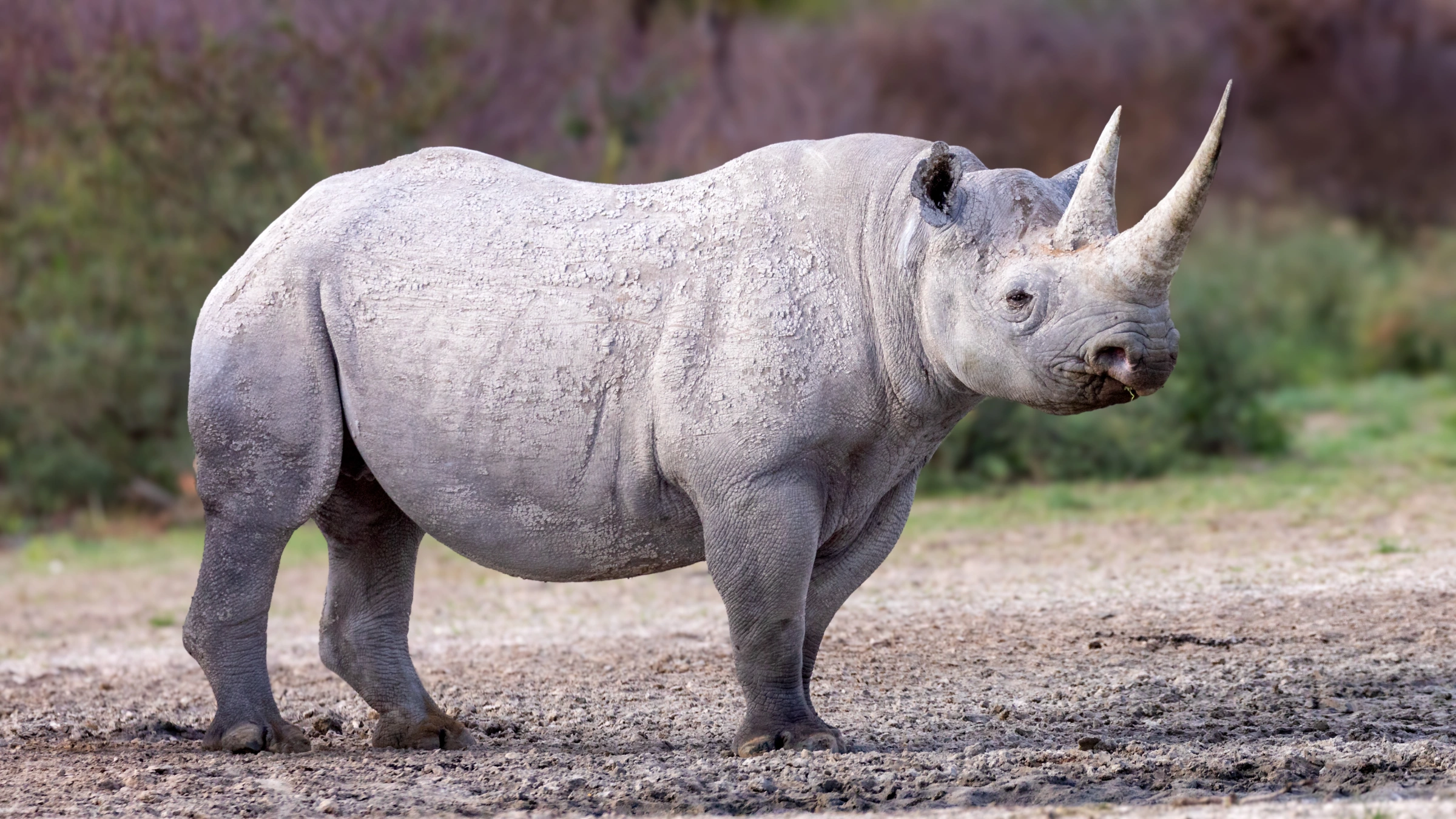 Black Rhinoceros in East Africa