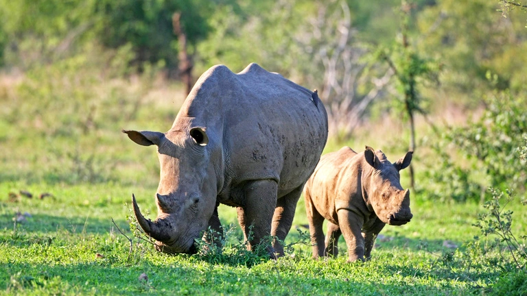 White Rhinoceros in East Africa