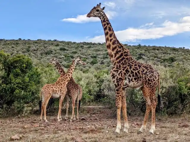 masai giraffe