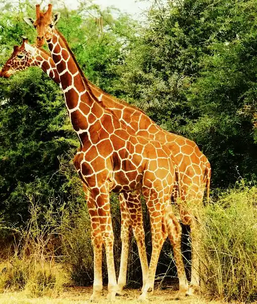 Reticulated Giraffe