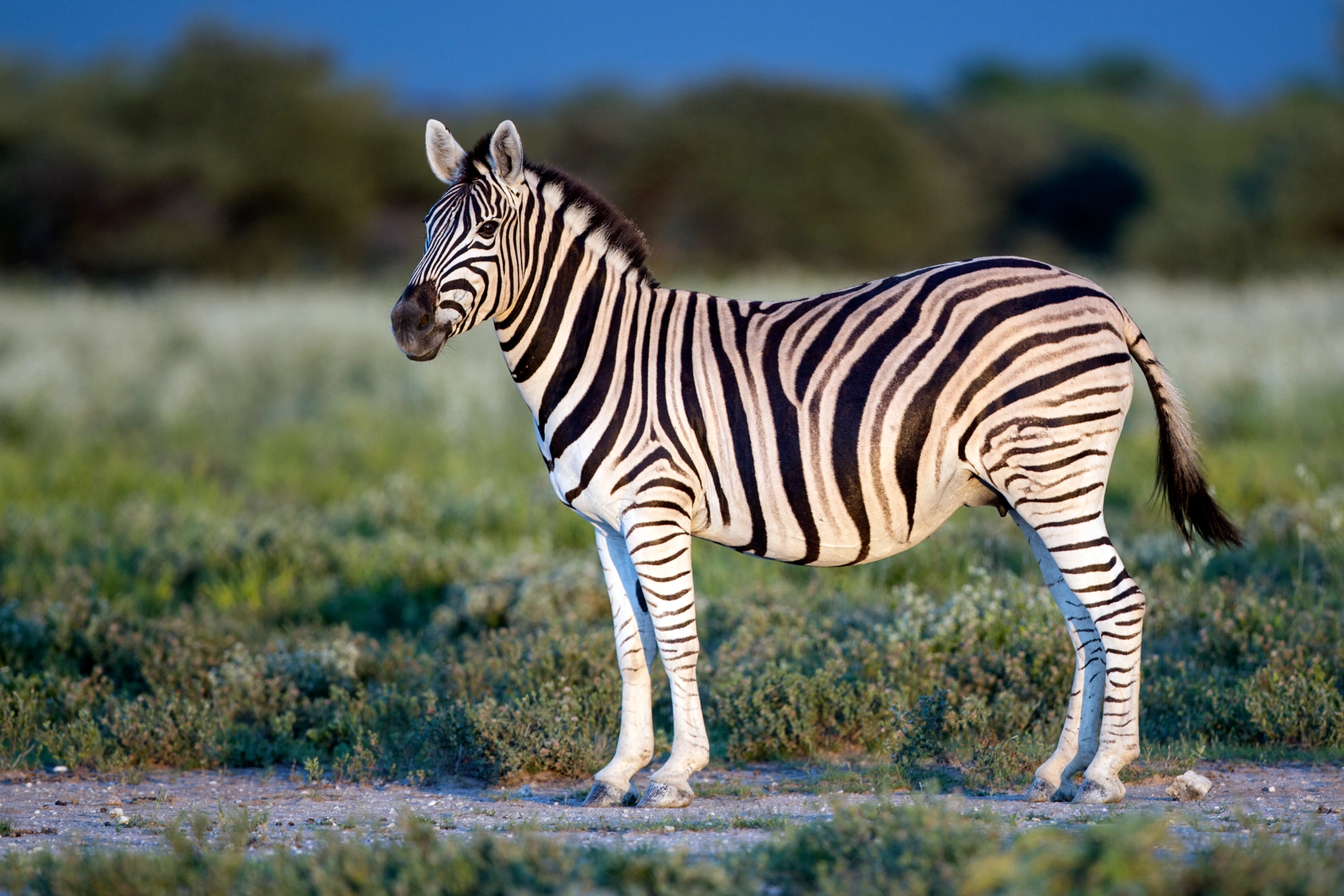 Plains Zebra in East Africa