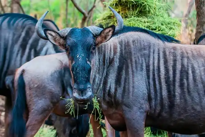 Blue Wildebeest in East Africa