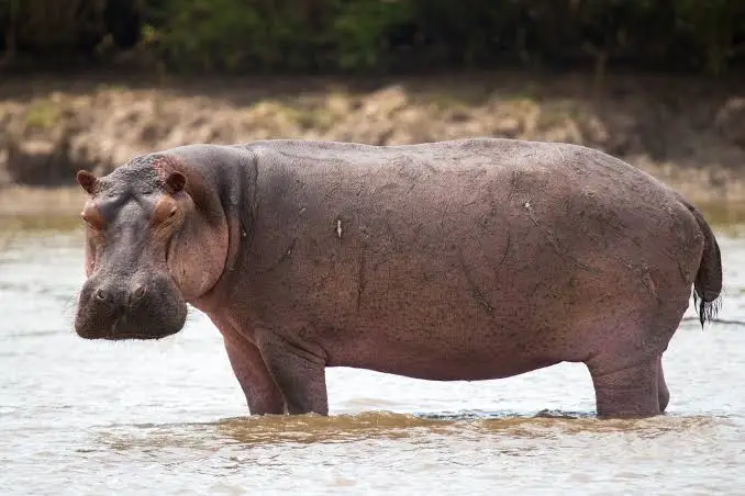 Hippopotamus in East Africa
