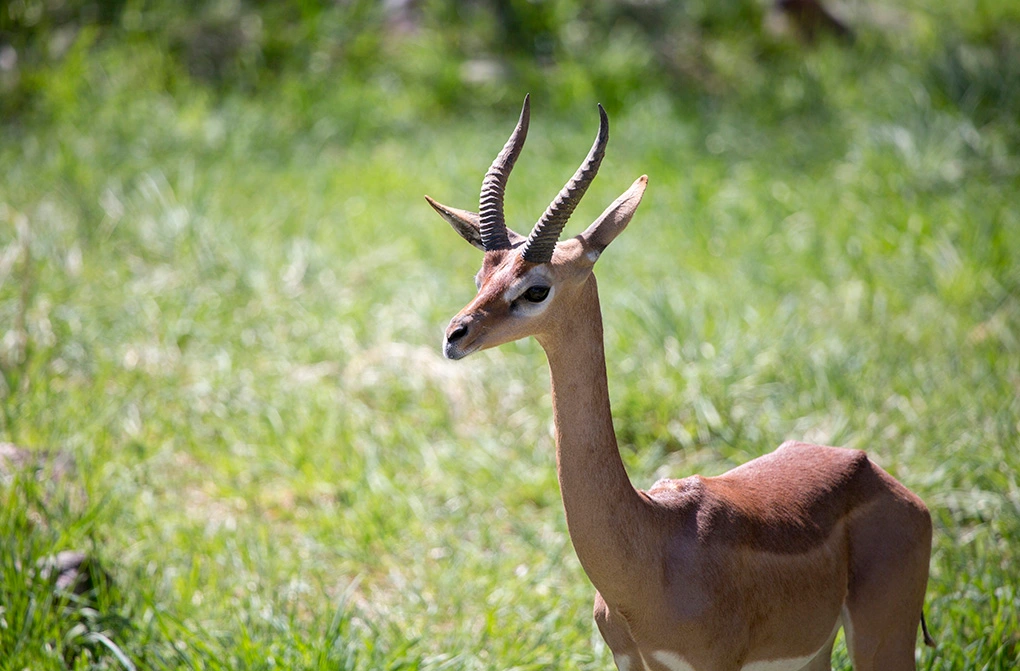 Gerenuk in East Africa