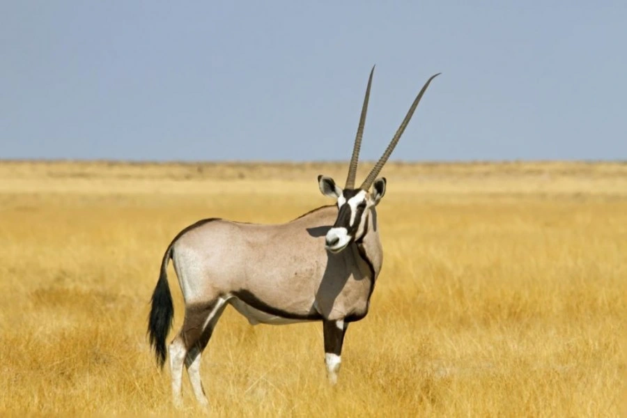 Beisa Oryx in East Africa