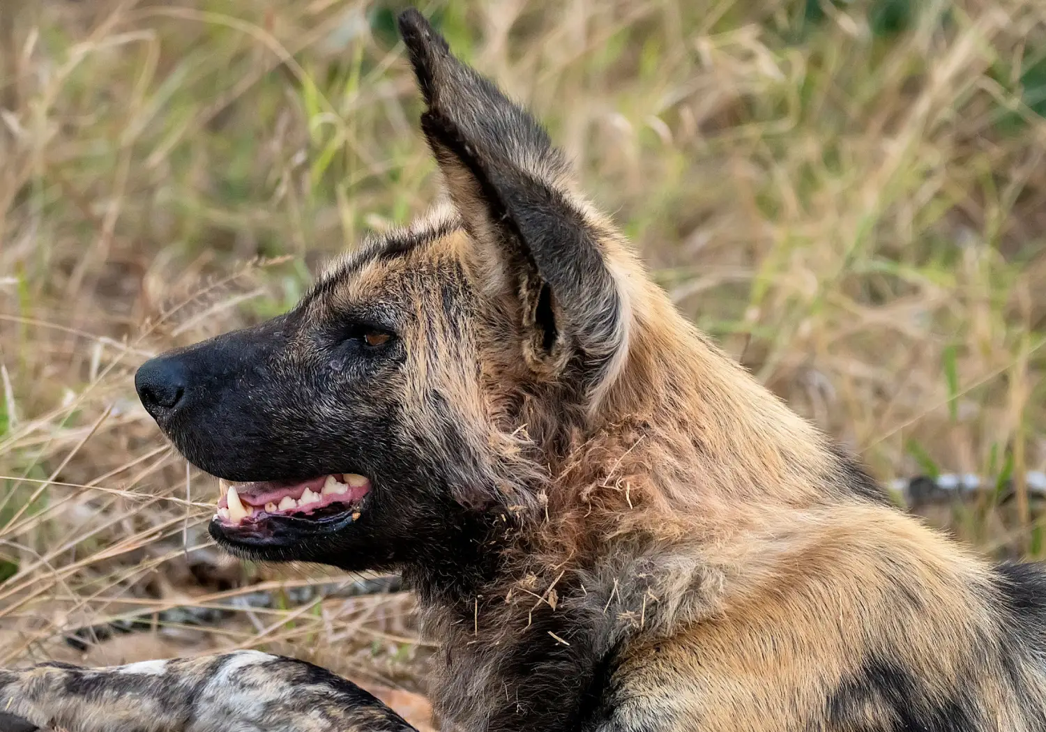 African wild dog (painted dog) Sleeping
