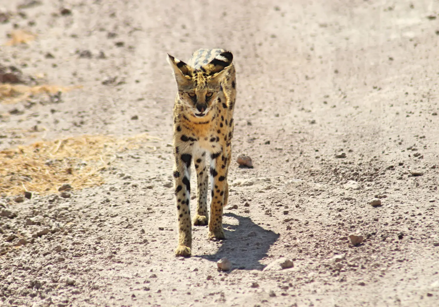Serval Cat Walking