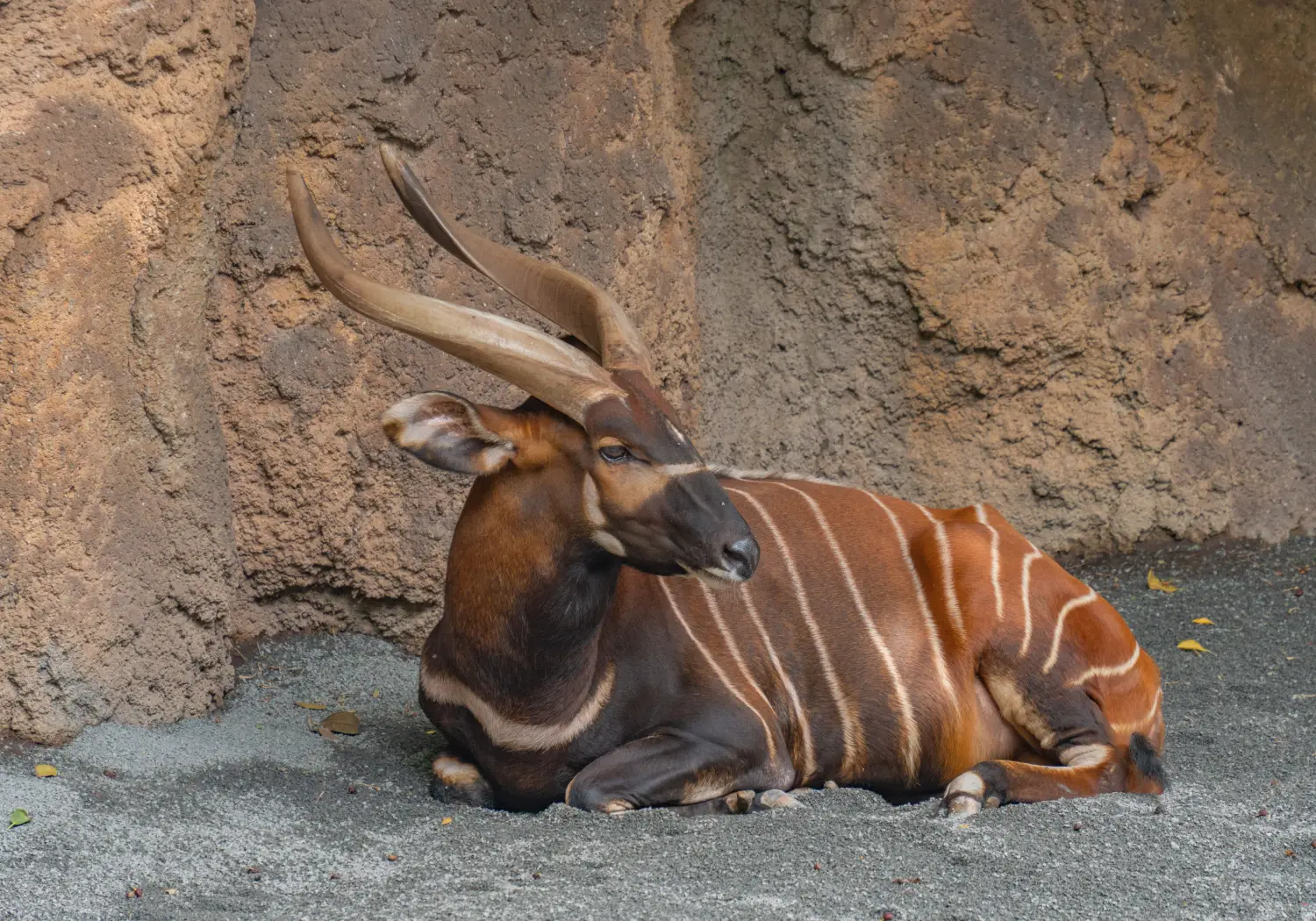 Bongo sleeping