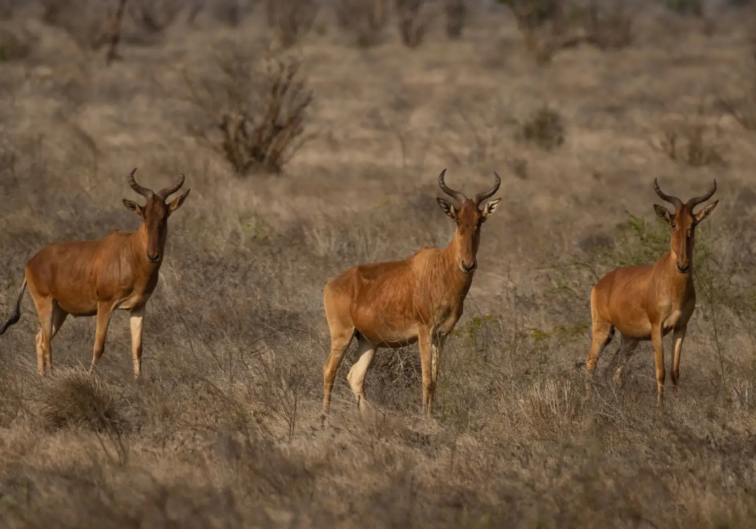 Coke's Hartebeest grazing