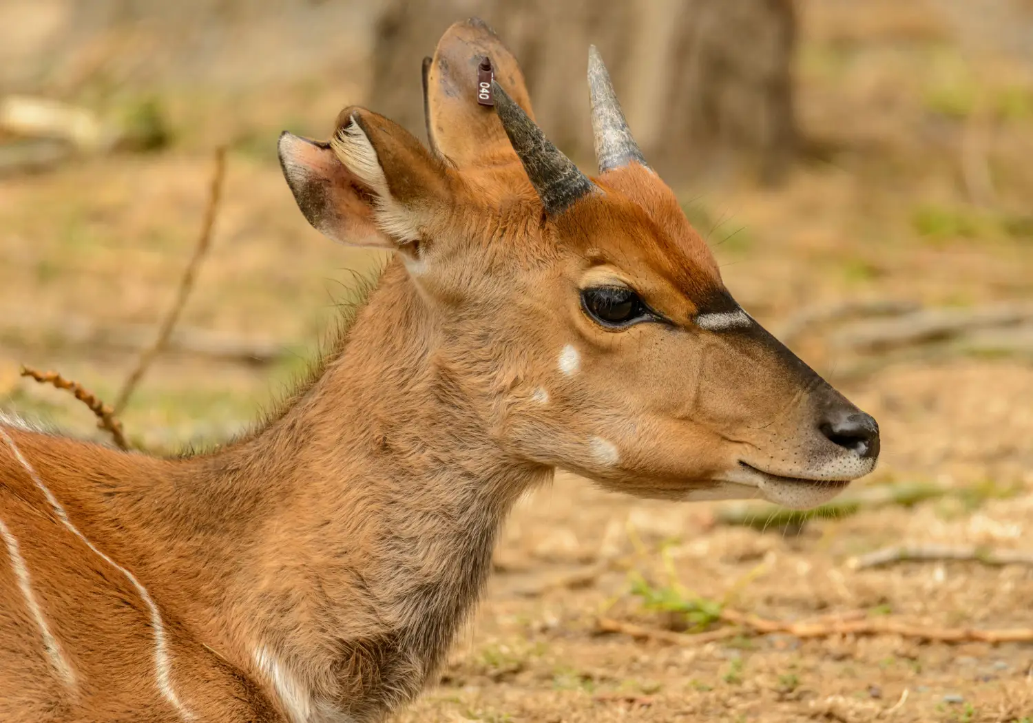 Bushbuck resting