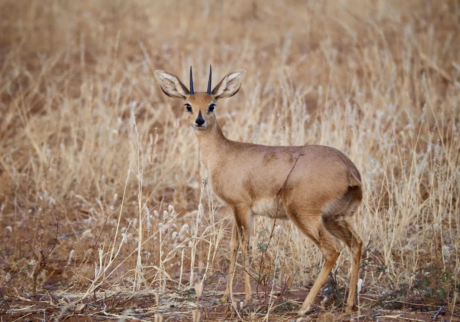 Common Duiker grazing