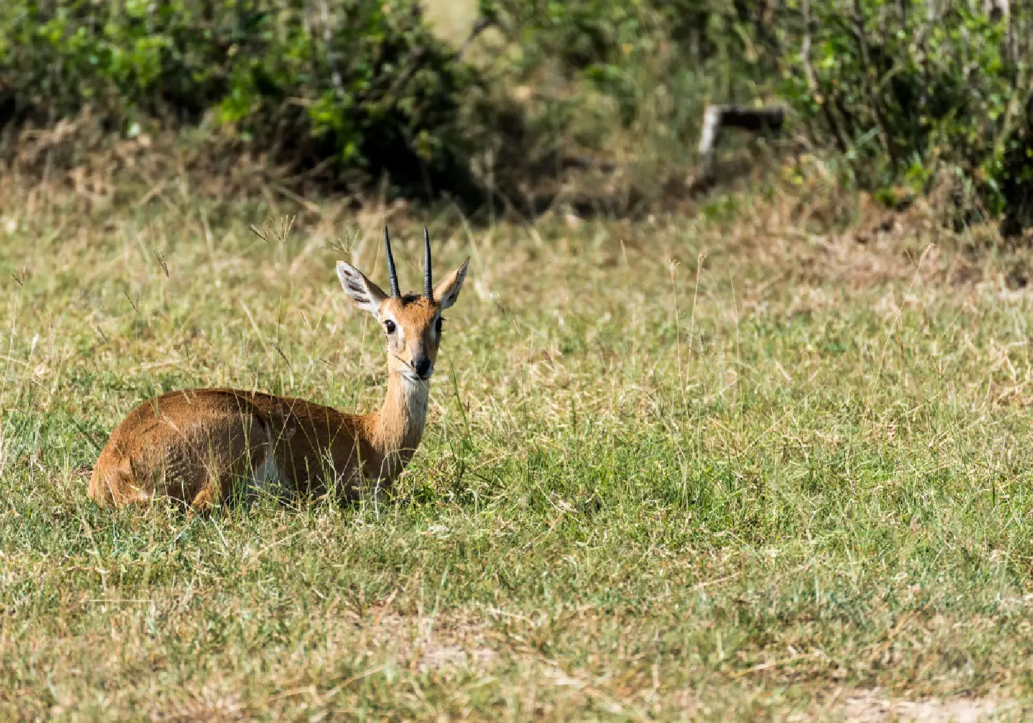 Common Reedbuck resting