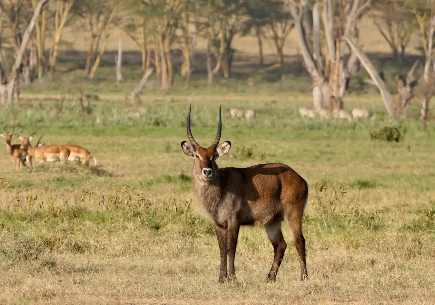 Defassa Waterbuck grazing