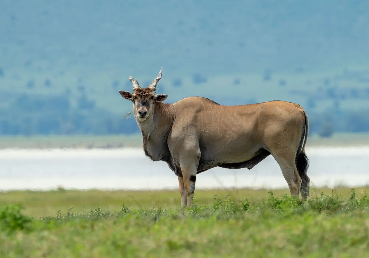Common Eland standing