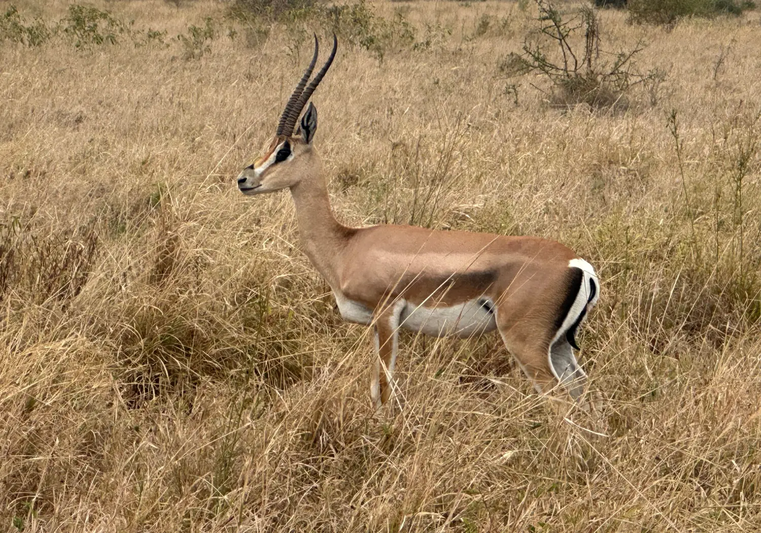 Grant's Gazelle grazing