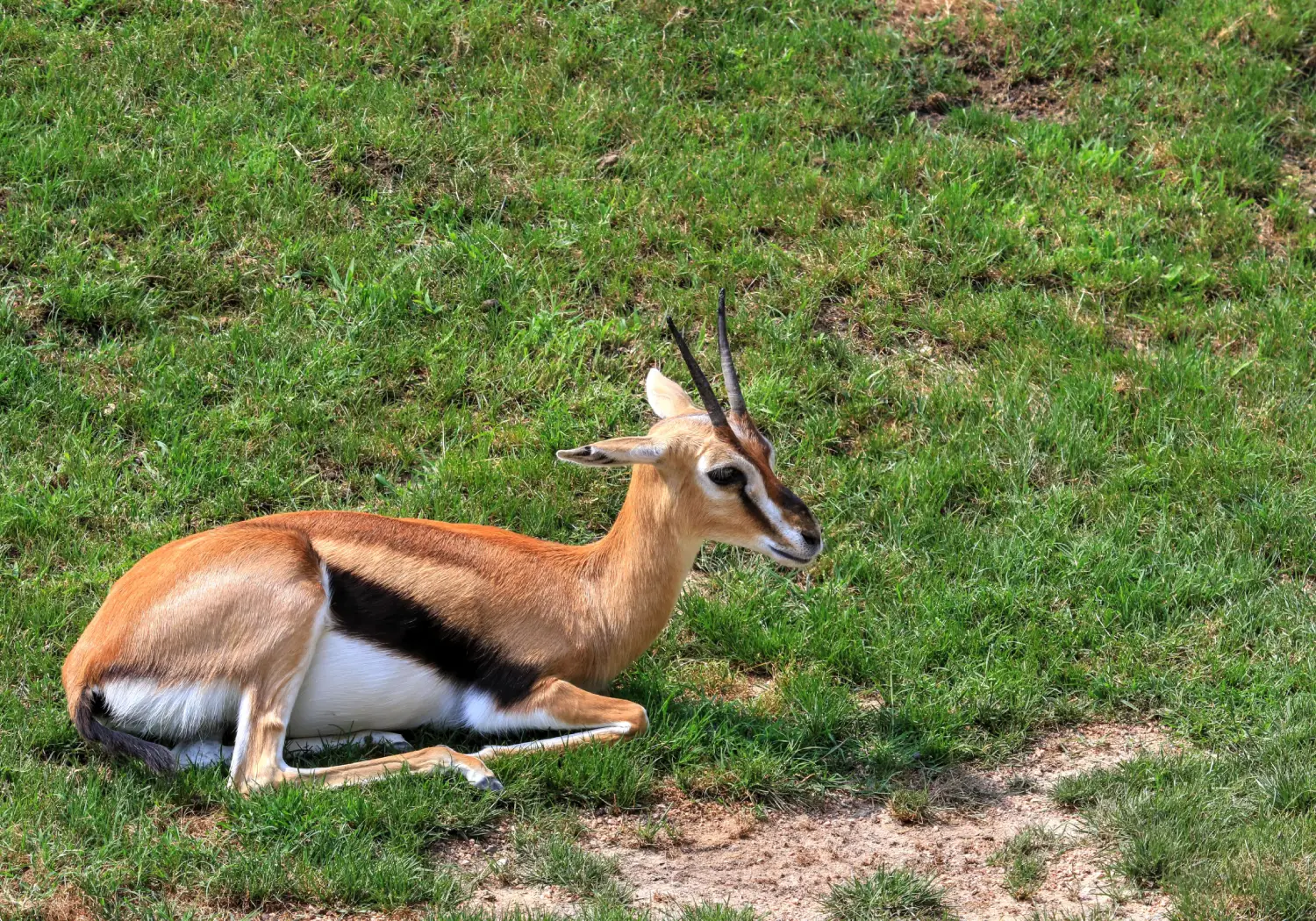 Thomson’s gazelle sleeping