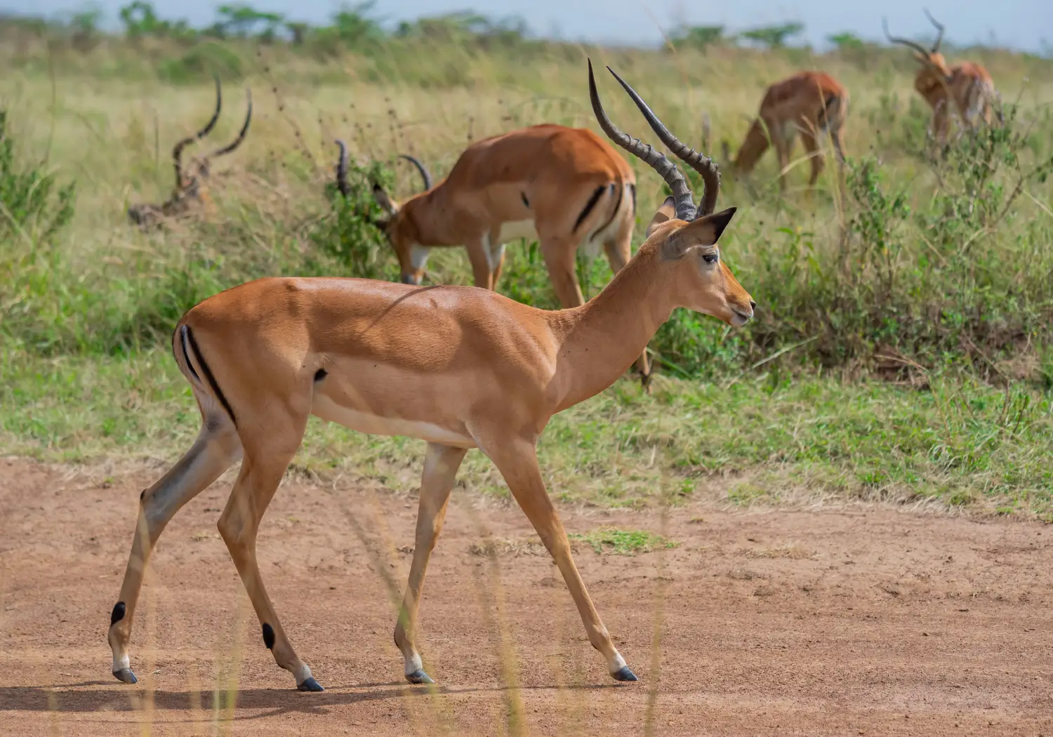 Impala grazing