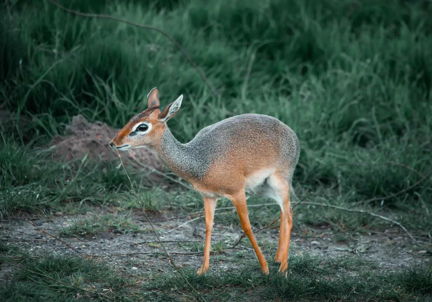 Kirk's Dik-Dik grazing
