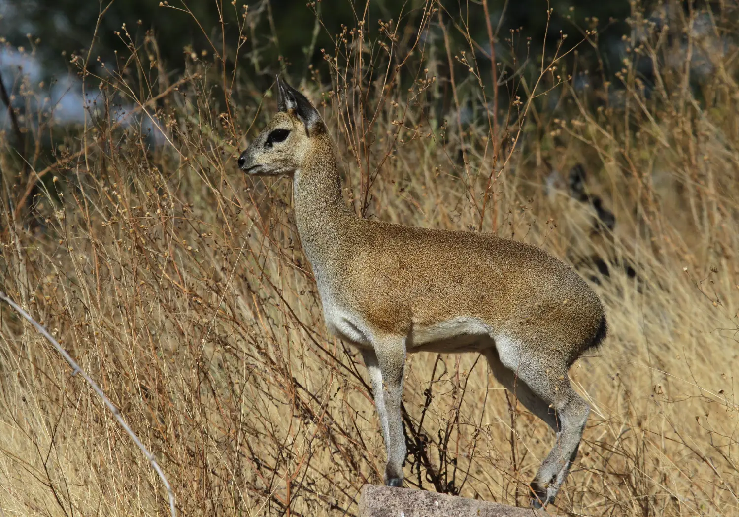 Klipspringer grazing