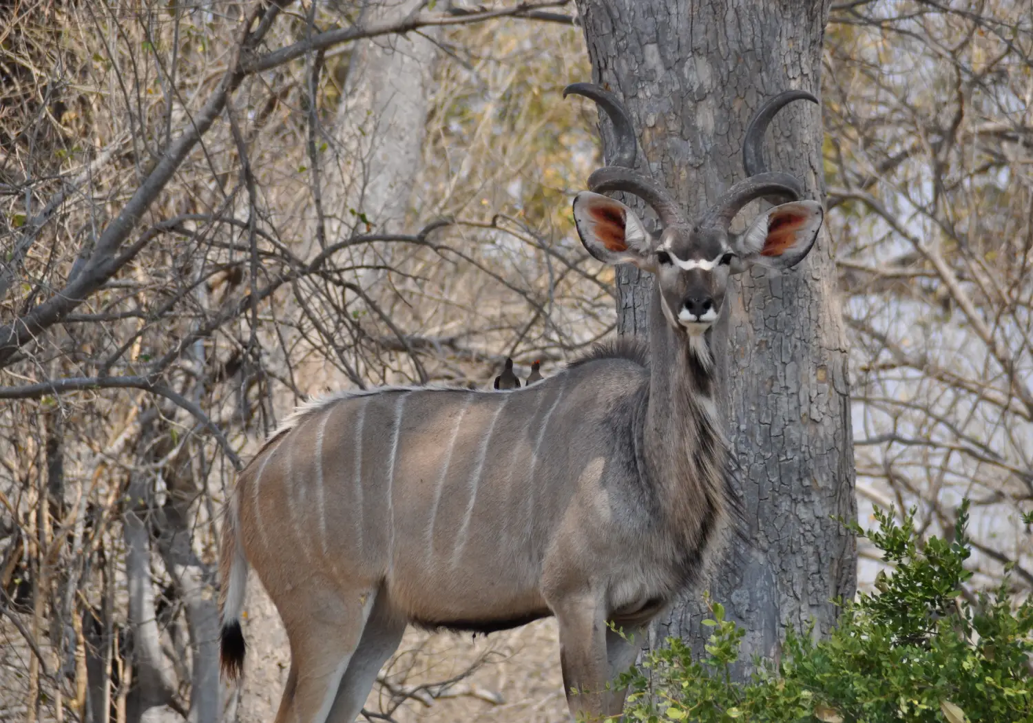 Greater Kudu grazing
