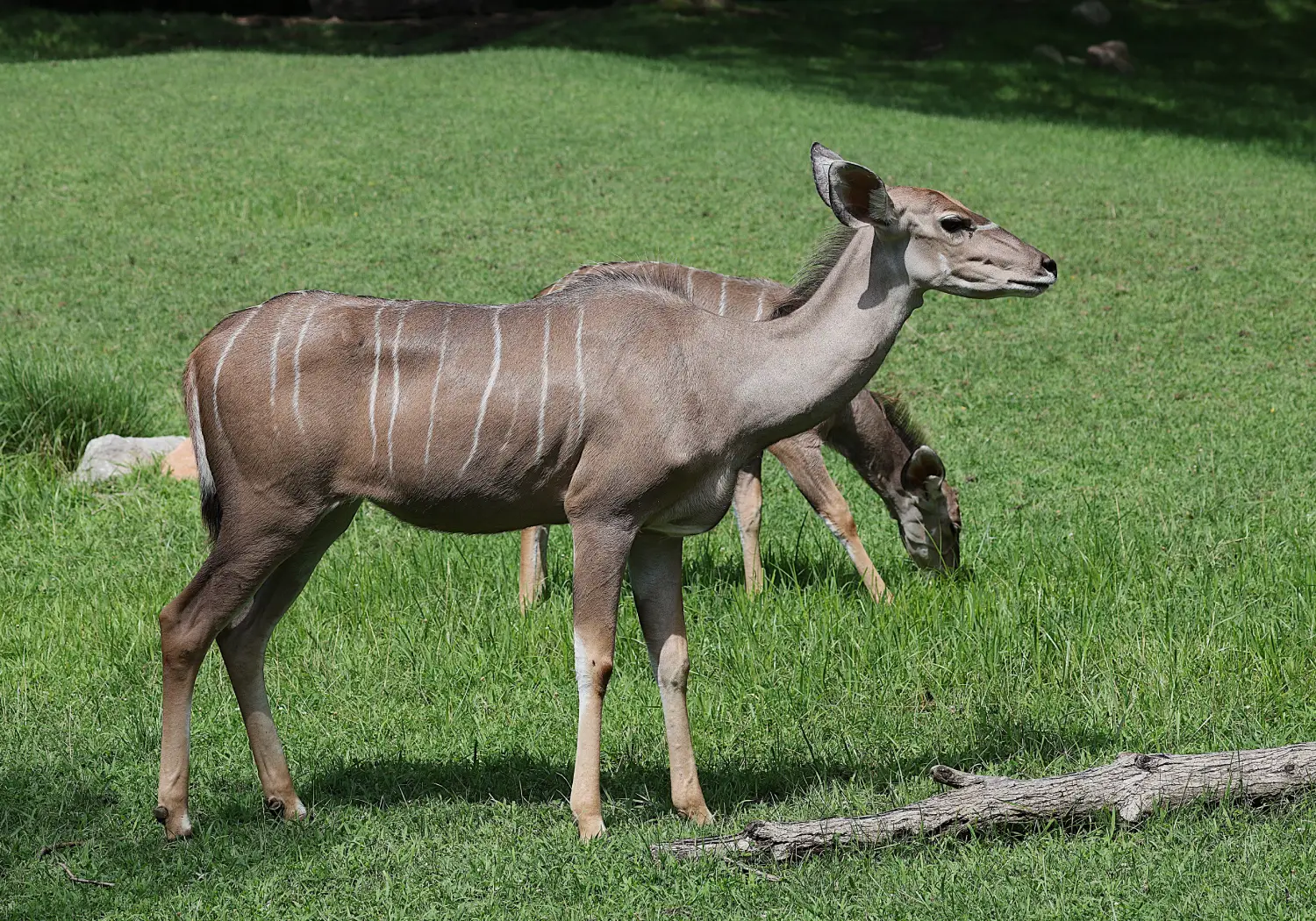 Lesser Kudu grazing