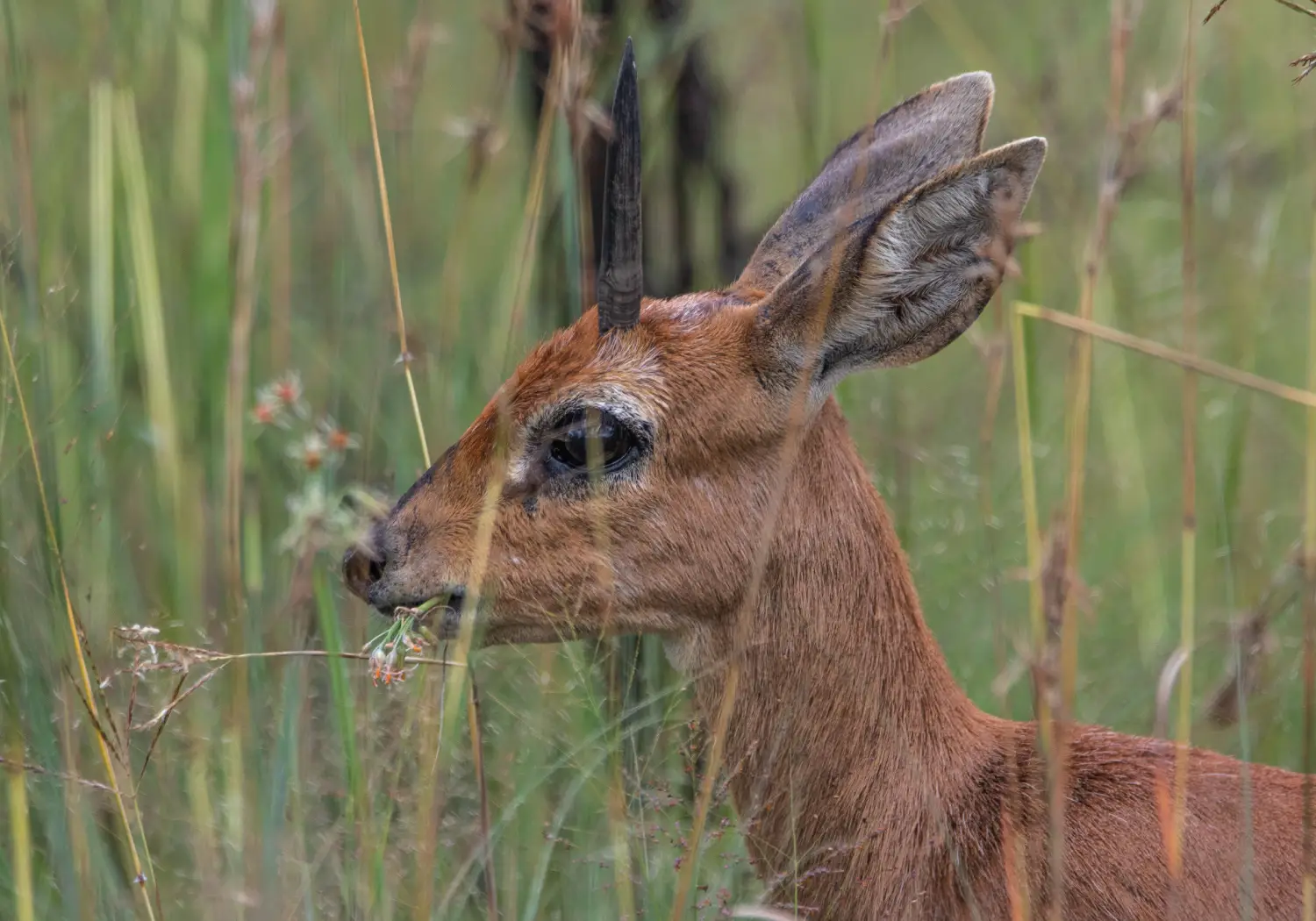 Oribi grazing