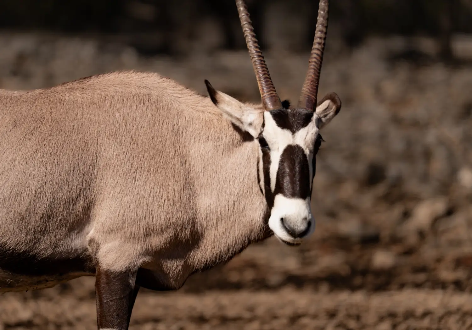 Fringe-Eared Oryx grazing