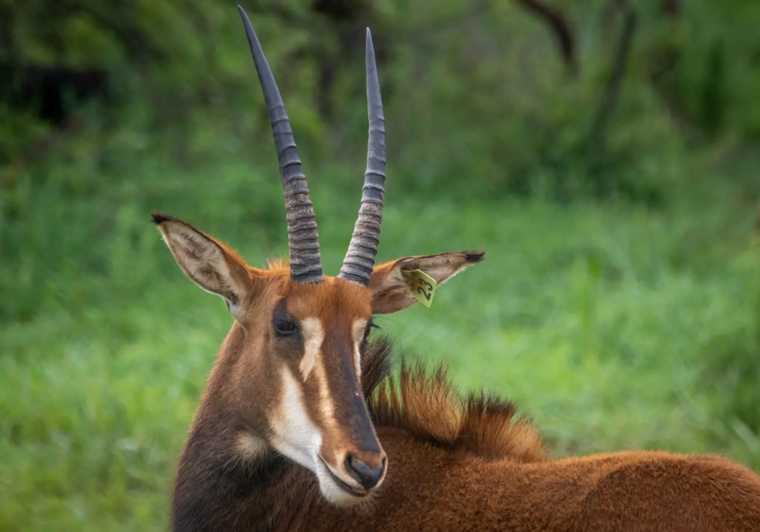 Roan Antelope resting