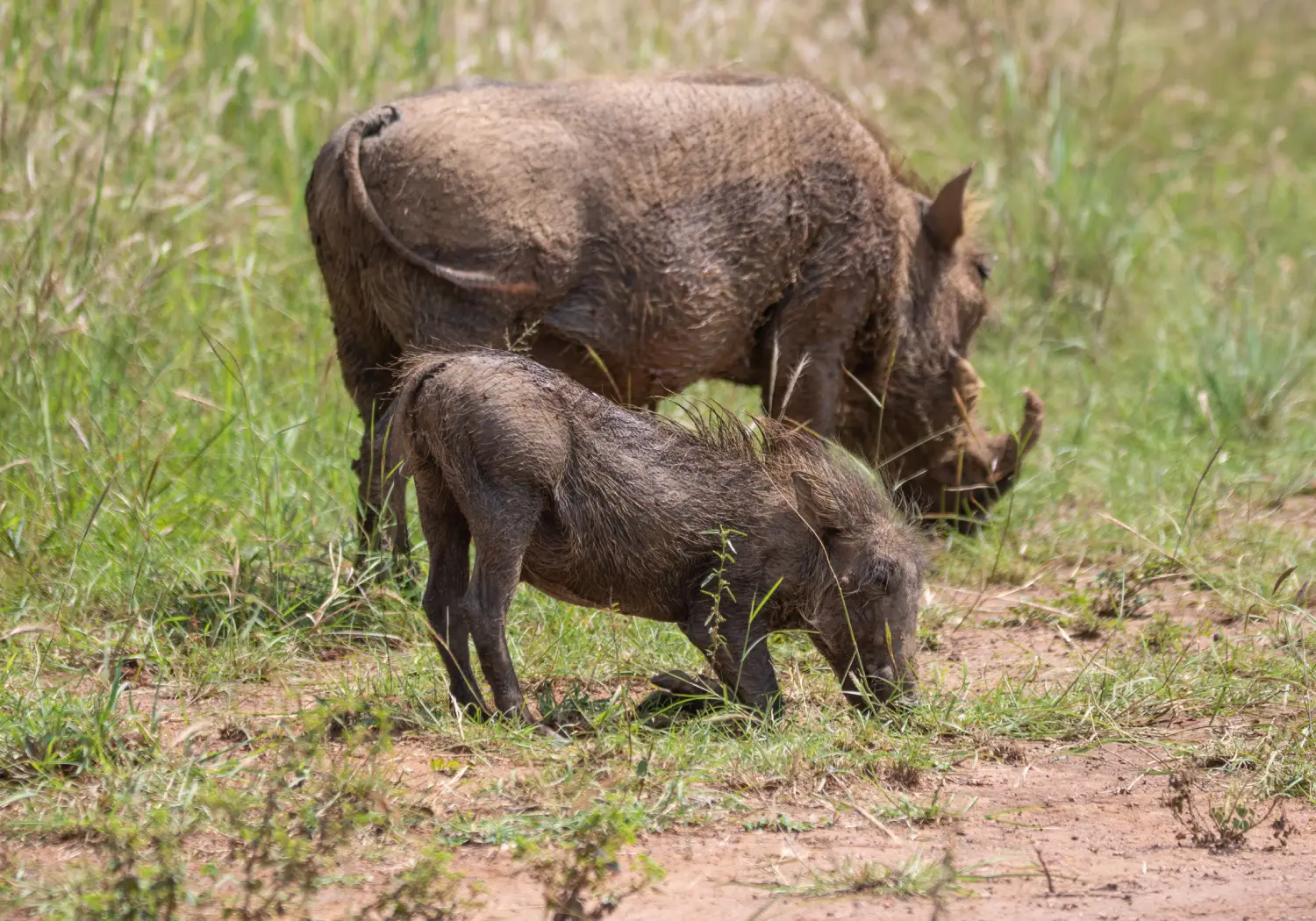 Warthog grazing